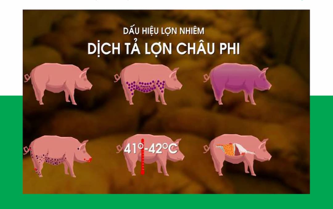 Dịch tả lợn Châu Phi có thể lây lan khắp mọi nơi trên toàn cầu