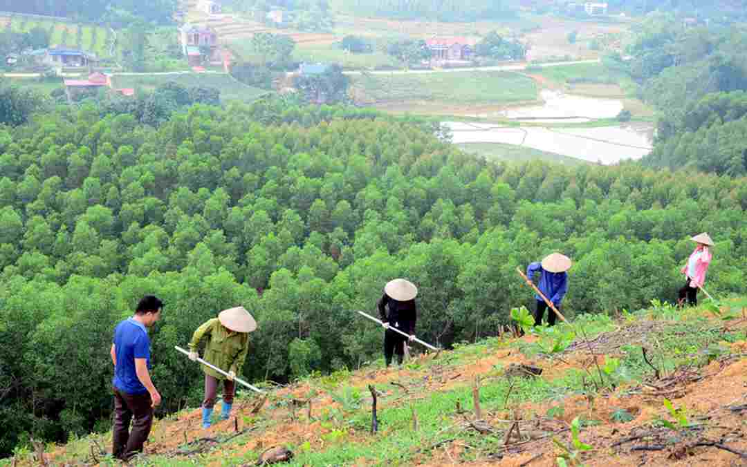 Rừng đóng vai trò vô cùng quan trọng để cải thiện môi trường đất