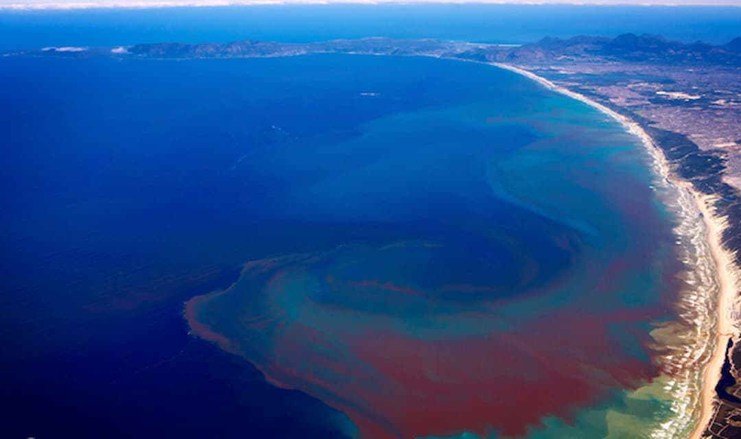 Ảnh hưởng thủy triều đỏ tới hệ sinh thái và con người