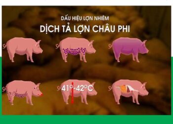 Dịch tả lợn Châu Phi có thể lây lan khắp mọi nơi trên toàn cầu