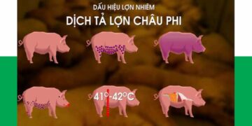 Dịch tả lợn Châu Phi có thể lây lan khắp mọi nơi trên toàn cầu