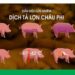 Dịch tả lợn Châu Phi có thể lây lan khắp mọi nơi trên toàn cầu