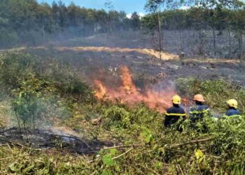 Hậu quả của cháy rừng đối với con người và tự nhiên