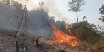 Tình trạng cháy rừng ở Việt Nam trong những năm qua