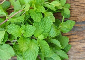 Chữa sốt phát ban cho trẻ bằng lá bạc hà hiệu quả