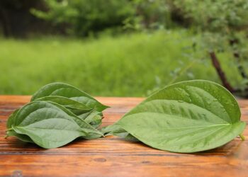 Top 12 cách trị phong ngứa tại nhà người bệnh không nên bỏ qua