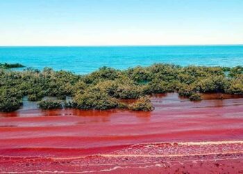 Hiện tượng thủy triều đỏ là gì? Nguyên nhân, tác hại, phòng tránh?