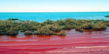 Hiện tượng thủy triều đỏ là gì? Nguyên nhân, tác hại, phòng tránh?